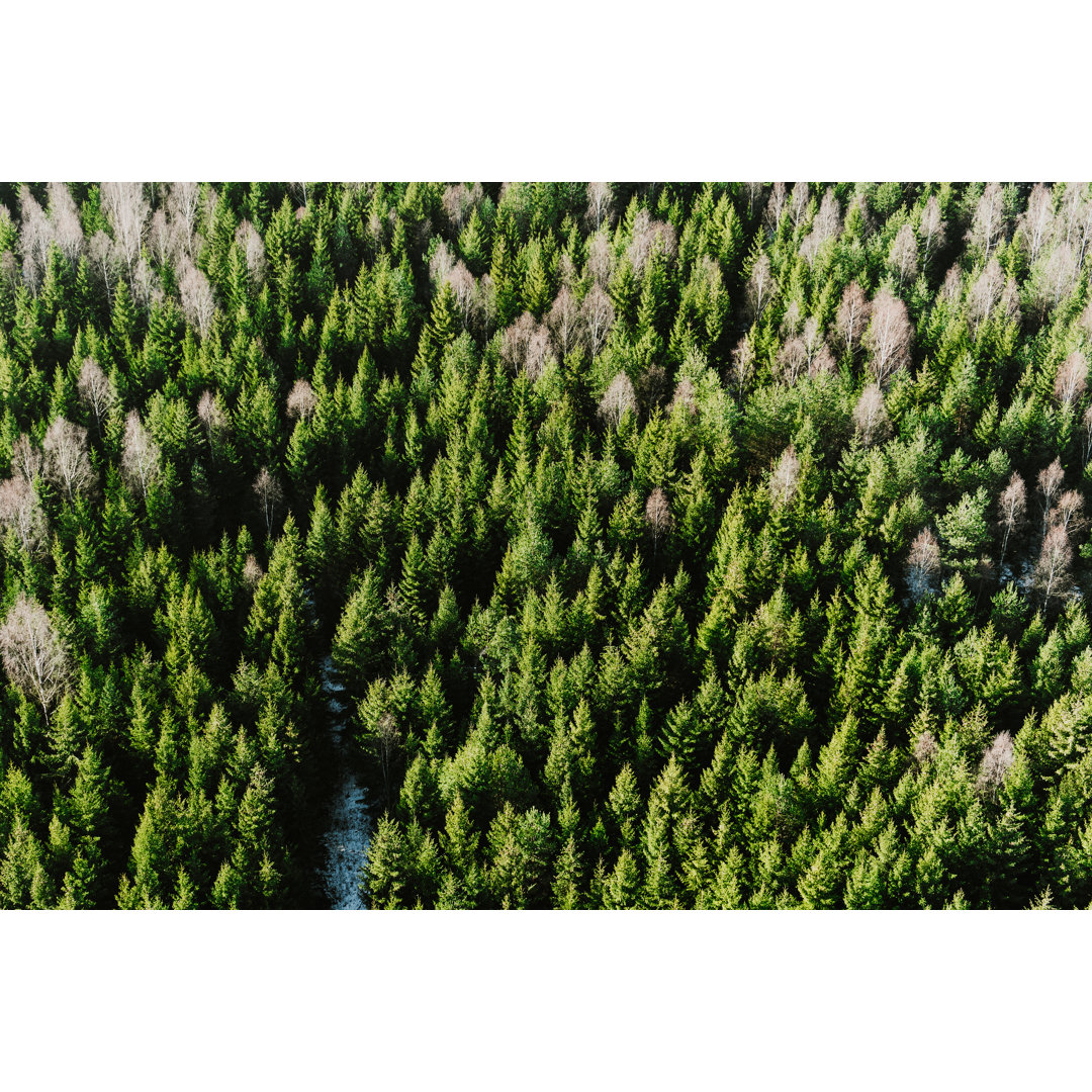 Wald von oben von Knape - Kunstdrucke auf Leinwand