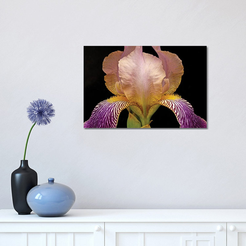 Iris Colours 1 Piece Wrapped Canvas Wall Art, 30.48cm H x 45.72cm W x 1.91cm D