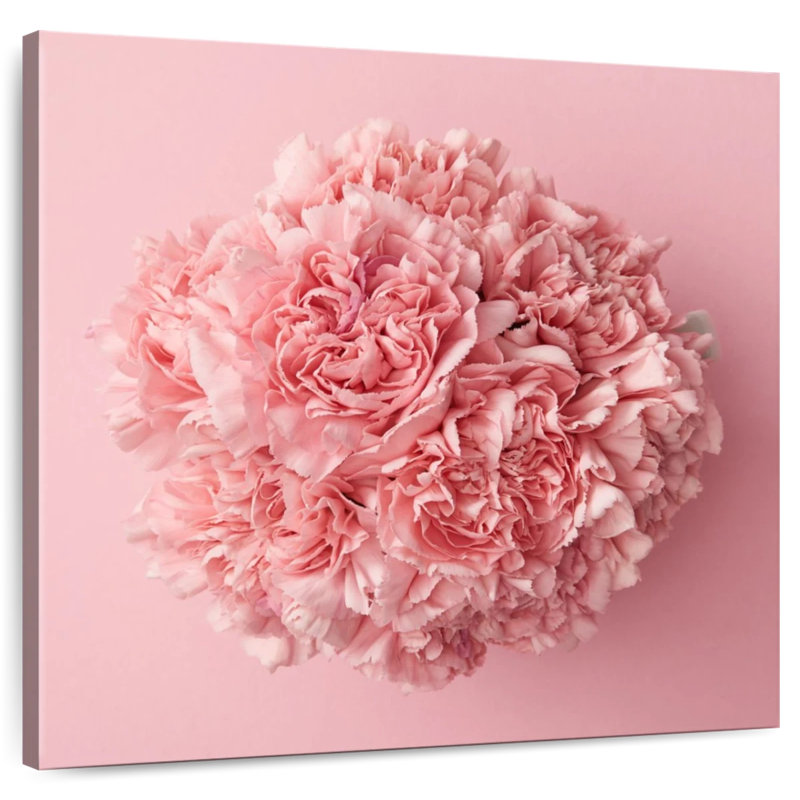Œillet Harnek rose, H 10 po x l 10 po