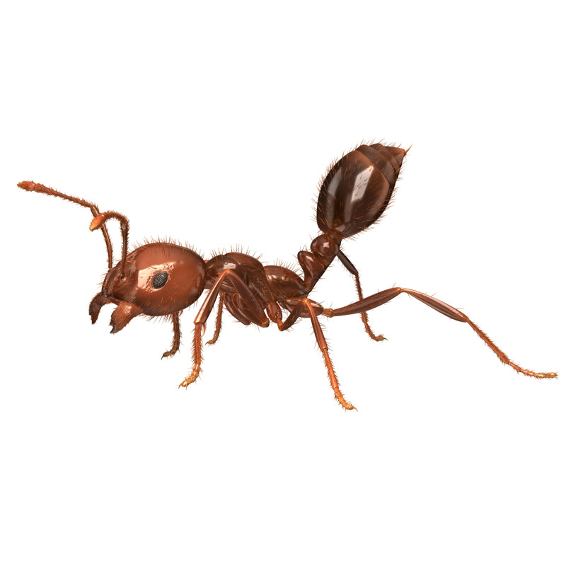 " Fire Ant " by Triduza, 12" H x 12" W  