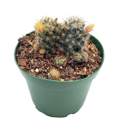 Mammillaria Prolifera Little Candle Rare Cactus 4 Inch Pot Well Rooted