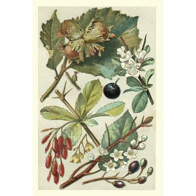 Fruits and Foliage V 1 Piece Wrapped Canvas Painting