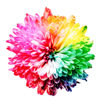 " Colourful Flower Rainbow On White "