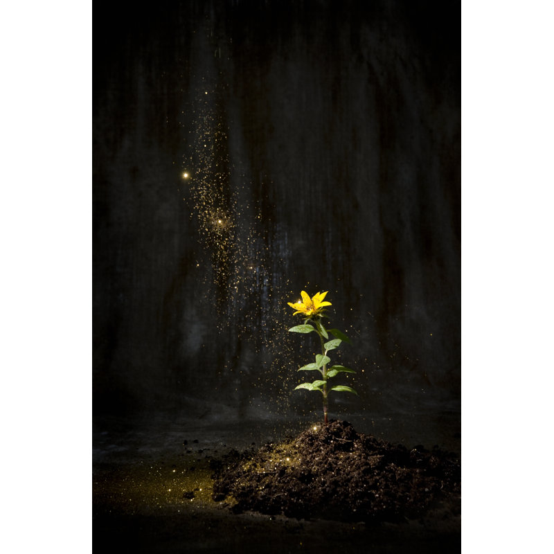 Fairy dust settling on a flower 108270677, 76cm H x 51cm W