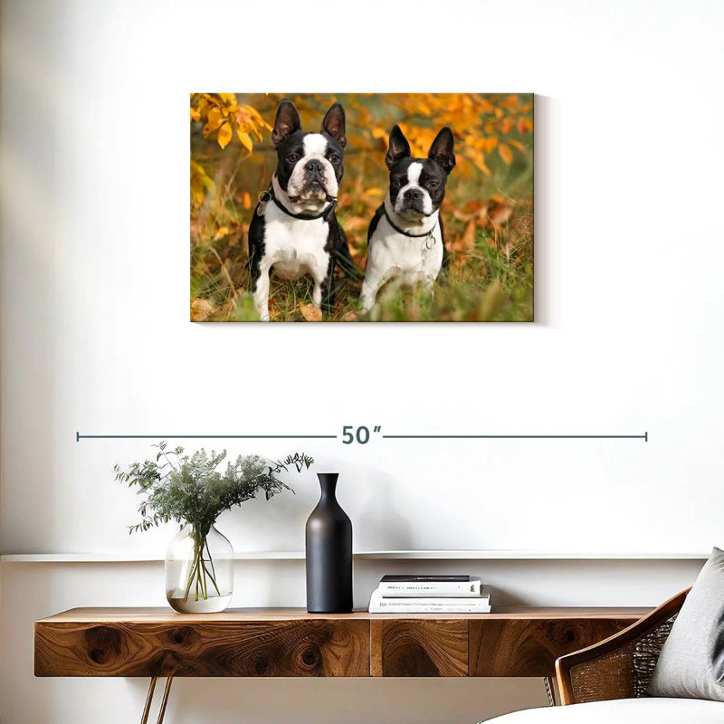 Boston Terrier Couple, H 20 po x l 30 po