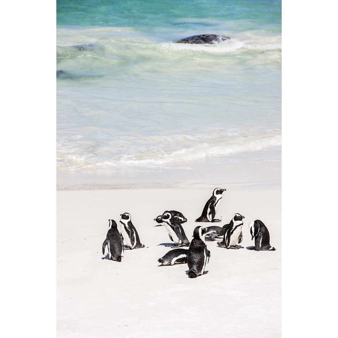 Afrikanische Pinguinkolonie am Strand von Kapstadt