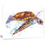 « brown sea turtle aquarelle », reproduction d’art sur toile tendue-19409543