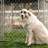 Lucky Dog Chain Link Kennel Kit-1745419137