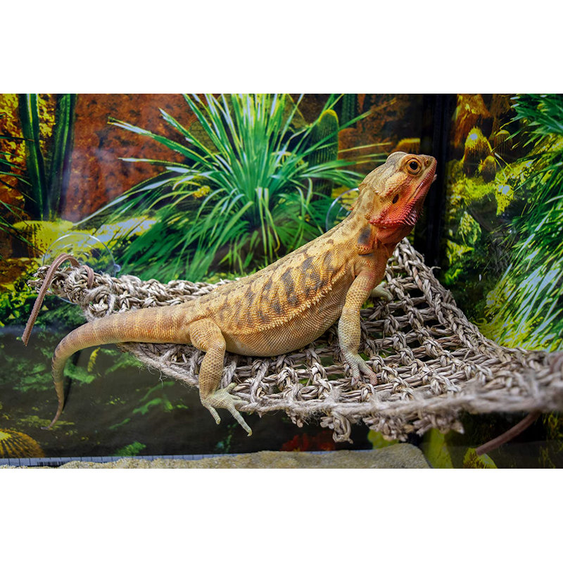 Reptology Small Lizard Lounger Seagrass Hammock