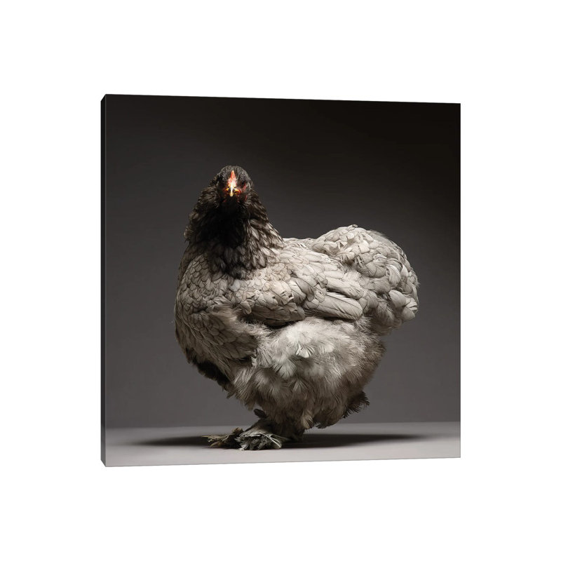 Brahma - Wrapped Canvas Print, 30.48 cm H x 30.48 cm W