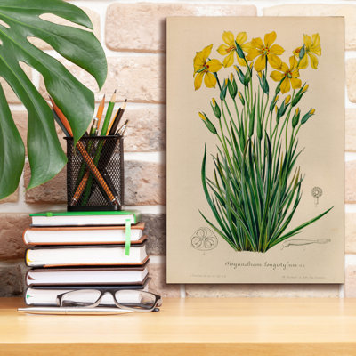 "Epis Graffiti" Sisyrinchium Longistile "par Art Licensing Studio, art mural sur toile