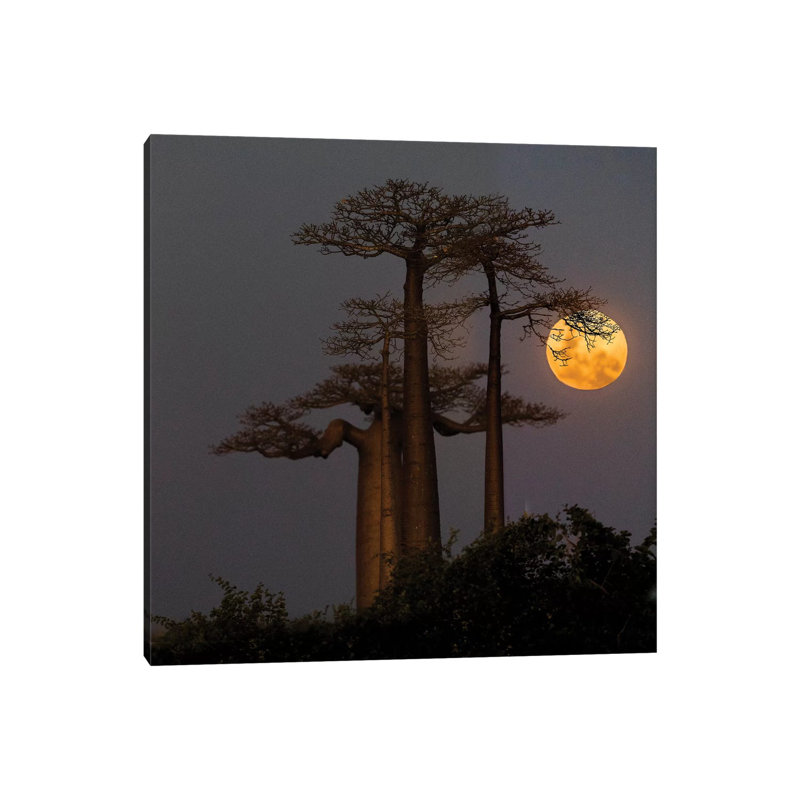 Baobabs and Moon, Morondava, Madagascar 1 Piece Wrapped Canvas Wall Art, 66.04 cm H x 66.04 cm W x 1.91 cm D