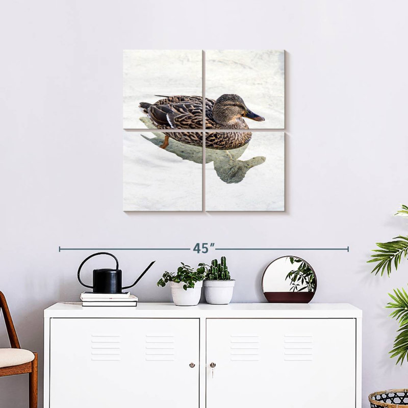 Canard colvert Brampt femelle
