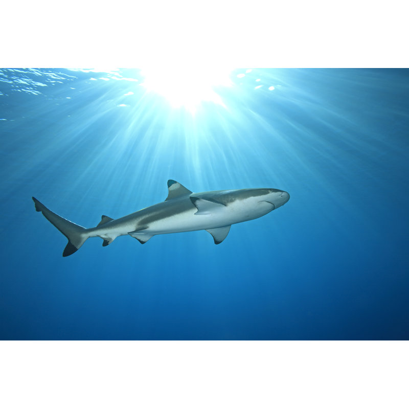Blacktip Reef Shark by Cbpix - Wrapped Canvas Print, 81cm H x 122cm W