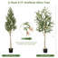 Plante de 71,5 po