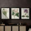 Antique Botanical Collection IV - Toile tendue avec châssis sur mesure - 3 pièces-896322637