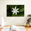 Fleur de jasmin Harnek-107863427