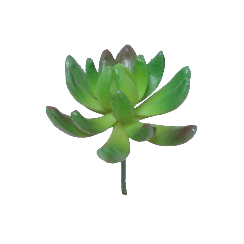 Gem Lotus Succulent Plant, Green