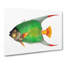 Angelfish by George Shaw - Wrapped Canvas-55304544