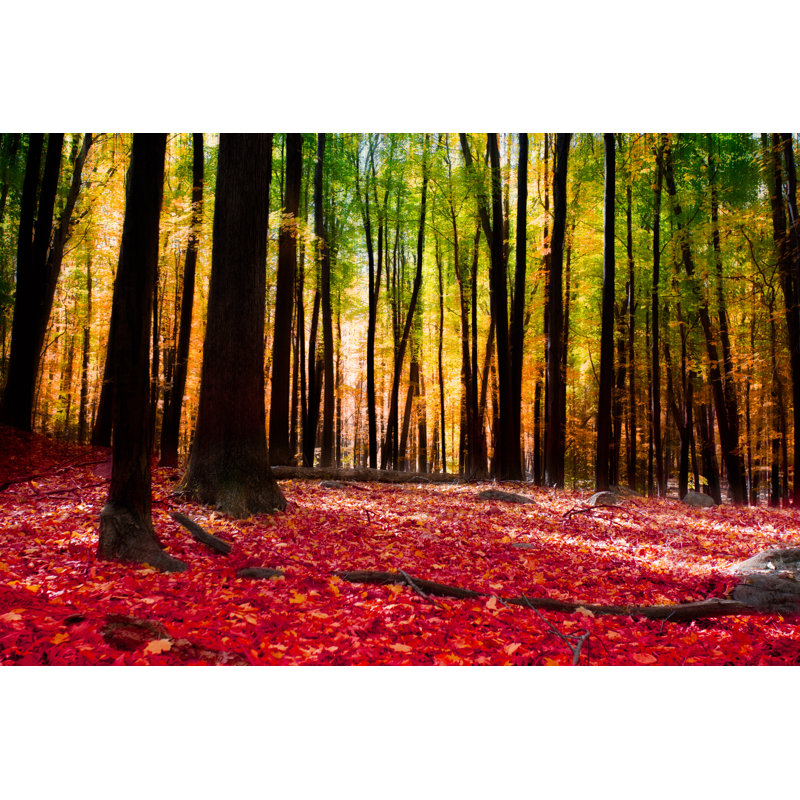 «Autumn Forest» par Littleny, reproduction sur toile tendue, L 12 po x H 8 po
