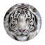 White Tiger Sighted Print-24074452