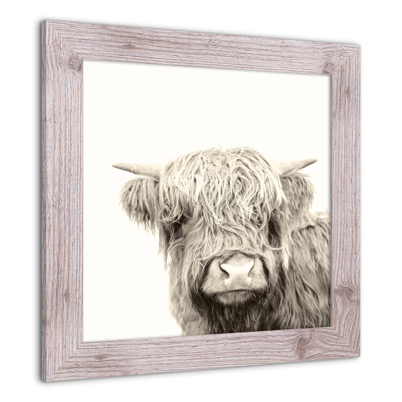 Shaggy Bangs Highland Cow - peinture encadrée, Papier avec cadre blanc