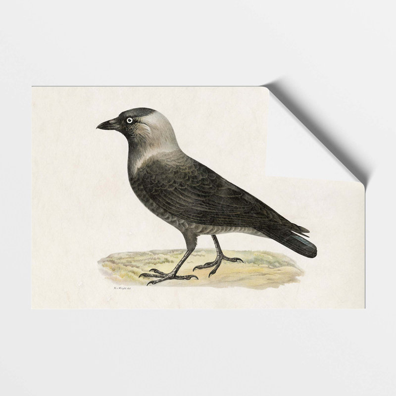 Western Jackdaw by Von Wright - Frameless Print, 42 cm H x 59.4 cm W