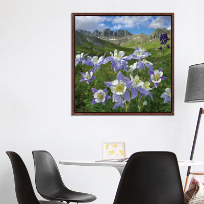 Colourado Blue Columbine Meadow At American Basin, Colourado by Tim Fitzharris - Print on Canvas