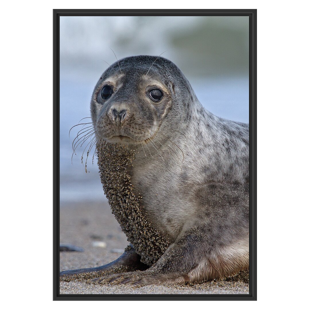 Gerahmtes Wandbild niedliche Robbe am Strand