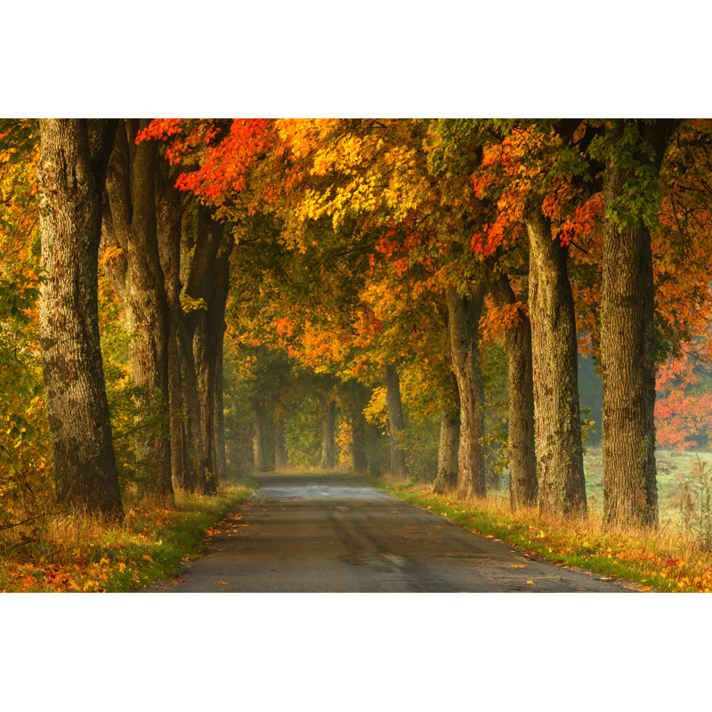 Road In Autumn by MLiberra - Wrapped Canvas Print, 30cm H x 46cm W x 3.8cm D