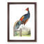 Fire-Backed Pheasant by George Shaw - Framed Print-55620937-55620938