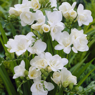 Van Zyverden Freesias Double Blooming White Set of 25 Bulbs