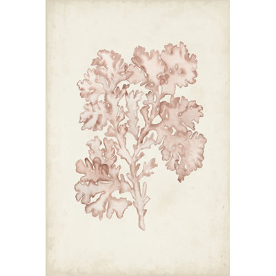Seaweed Specimens VI - Wrapped Canvas Print