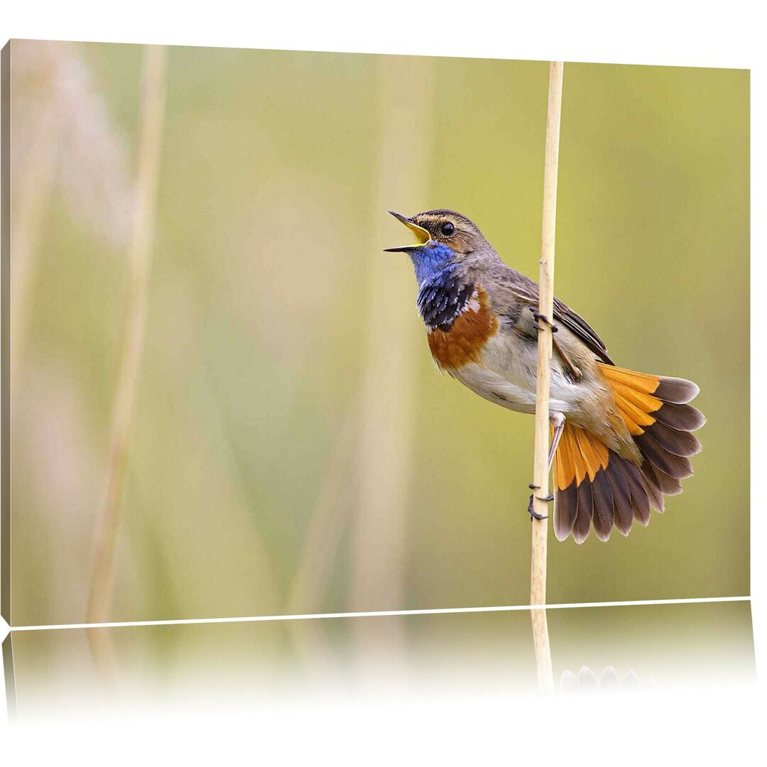 Leinwandbild Schönes kleines Blaukehlchen