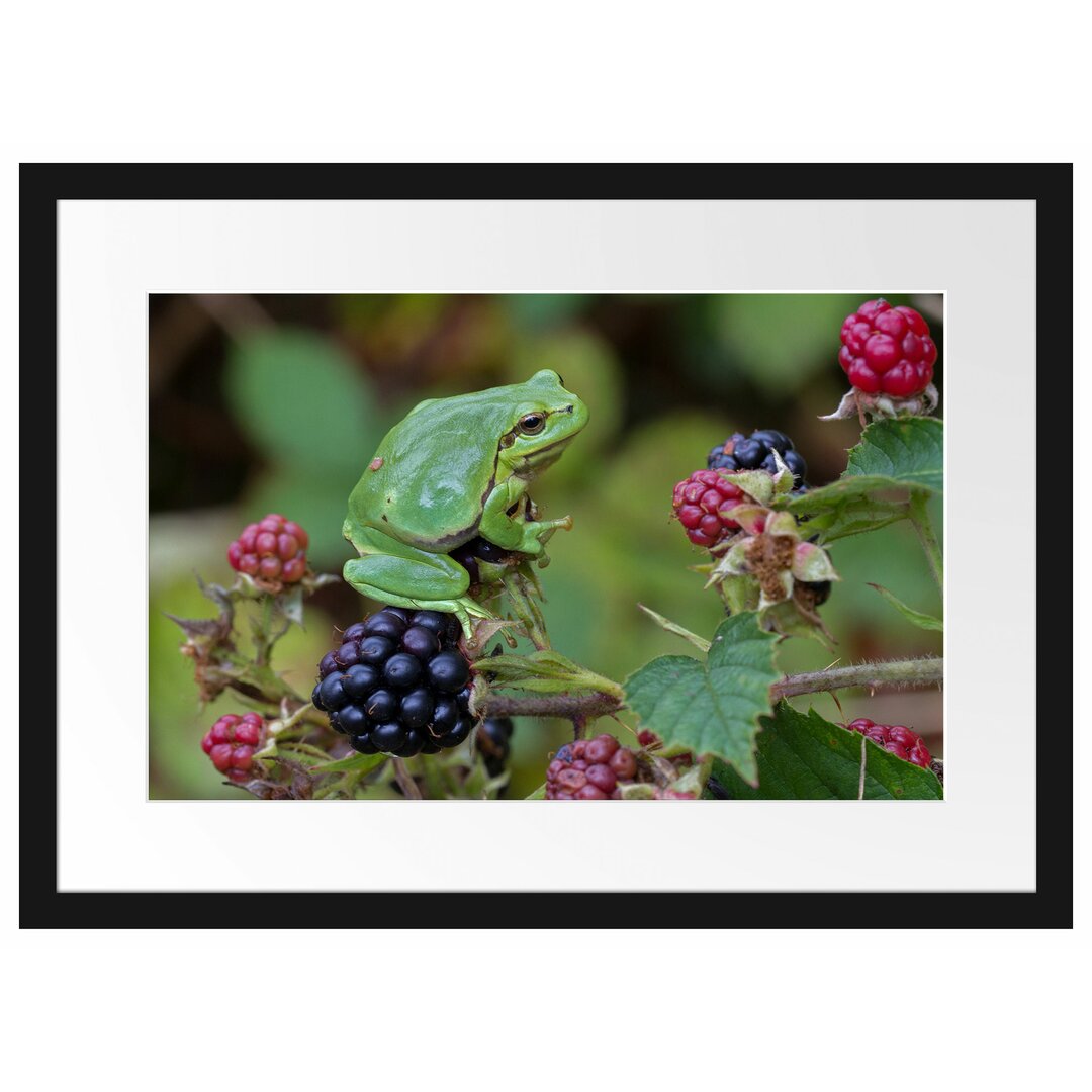 Gerahmtes Poster Kleiner Frosch auf Brombeerstrauch