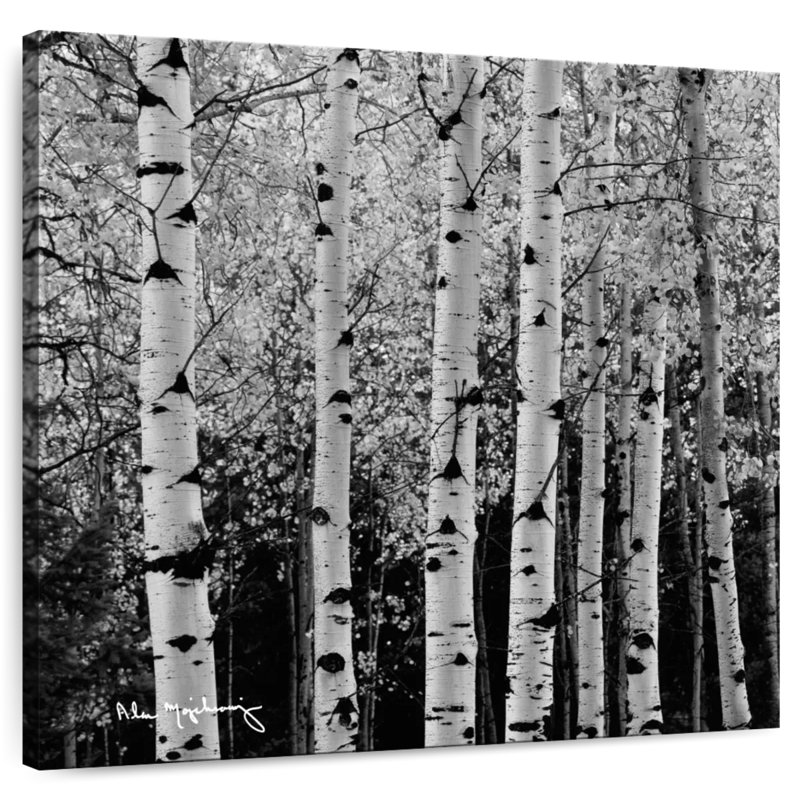 Alvord Aspens en automne BW, H 10 po x l 10 po