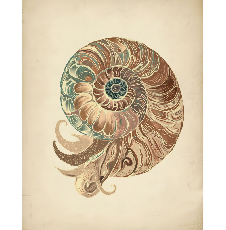 Elegant Nautilus Shell Print by Other Artist, 12 × 18, Brown, Framed Print