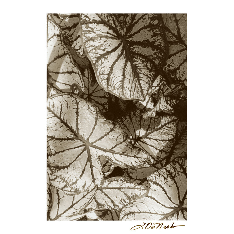 Garden Textures IV, H 30 po x l 20 po x P 1,25 po