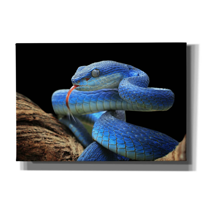 «Blue Viper Snake» par Epic Portfolio, art mural sur toile, H 18 po x l 26 po x P 0,75 po