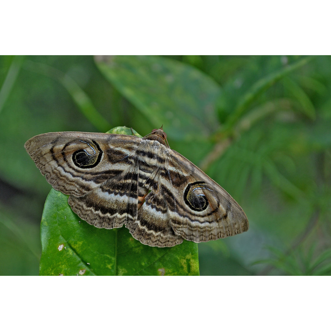 Owl Eyed Moth von JayeshGShah - Kunstdrucke auf Leinwand