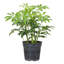 Live Arboricola Plant