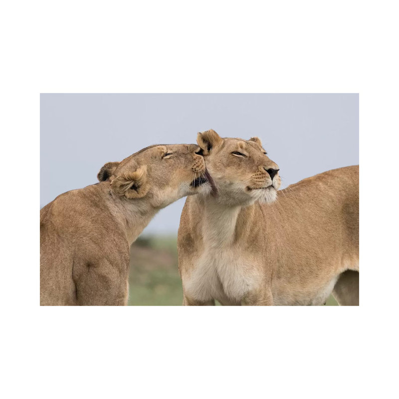Africa, Kenya, Maasai Mara National Reserve. Lioness Interaction. by Jaynes Gallery - Wrapped Canvas Print