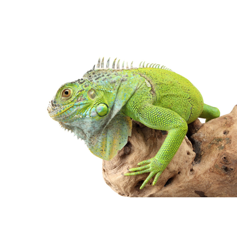 Green Iguana by Tunart, 8" H x 12" W