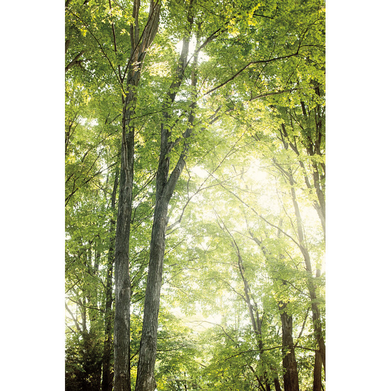 Towering Maples IV 1 Piece Wrapped Canvas Wall Art, 122cm H x 81cm W x 3.8cm D