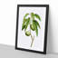 Almond Tree Branch by Pierre-Joseph Redoute - Framed Print