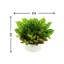 Outdoor Croton And Maranta Bush Arrangement In A Round Fiberstone Pot