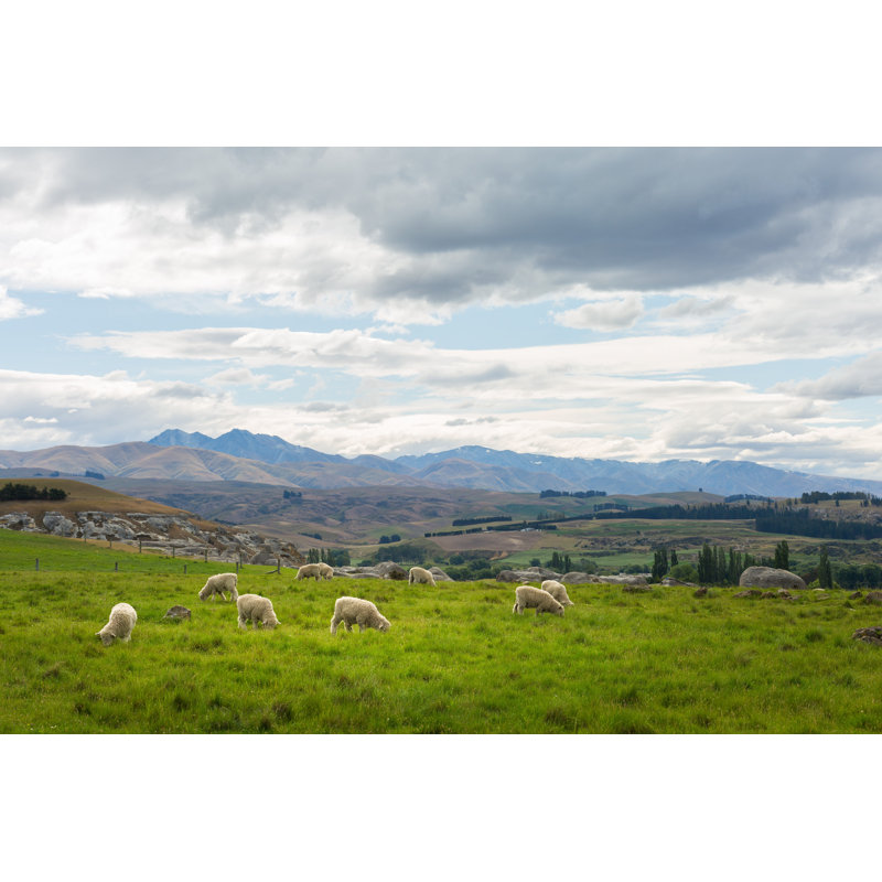 Sheep On A Meadow by Naruedom - Wrapped Canvas Print, 30cm H x 46cm W x 3.8cm D