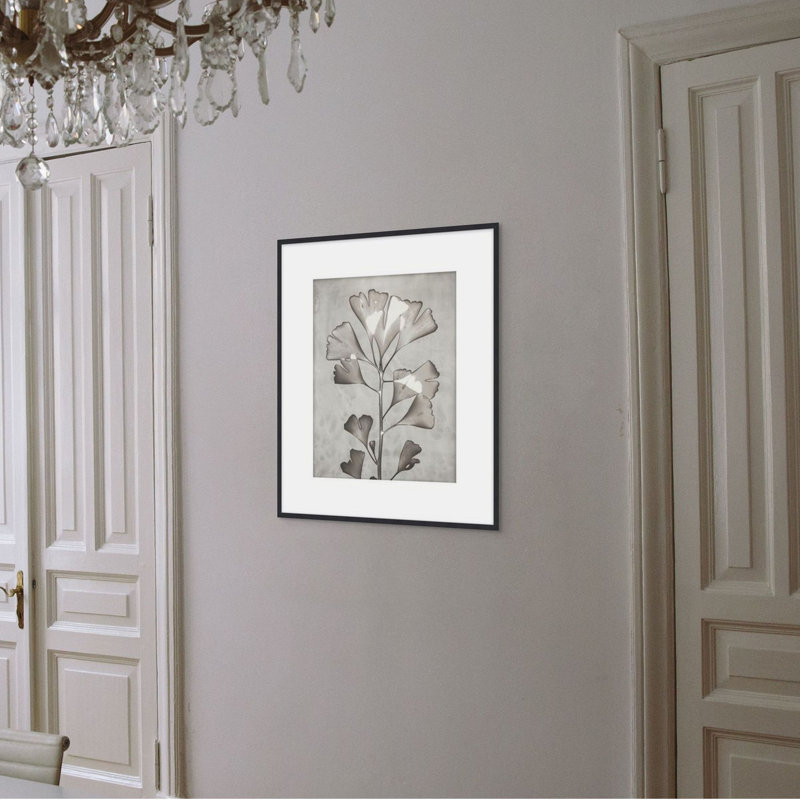 Lucent Botanicals 5 Print by Darrell Kincer, 28.5" H x 25.5" W