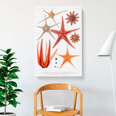 Selection Of Starfish by Albert I - Wrapped Canvas