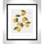 Amalfi Lemons - cadre photo, impression-66318802-66318814